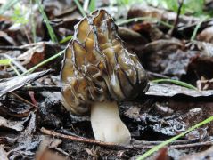 Mitrophora semilibera, fattyú kucsmagomba