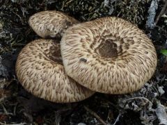 Lentinus tigrinus, nyár-fagomba