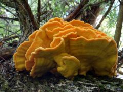 Laetiporus sulphureus, sárga gévagomba