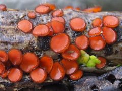 Scutellinia crinita, narancsvörös sörtéscsészegomba*