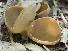 Helvella acetabulum, bordás serleggomba