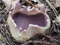 Sarcosphaera coronaria, tulipán-csészegomba