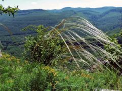 Az "árgyélus kismadár"...