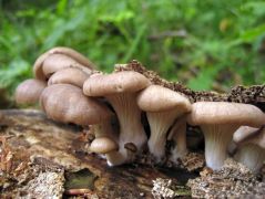 Fiatal nyári laskagombák