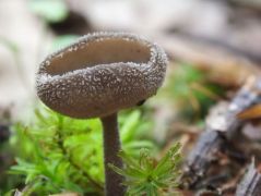 Helvella macropus, nyeles csészegomba