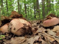 Ráncos galambgombák - csigák nélkül!