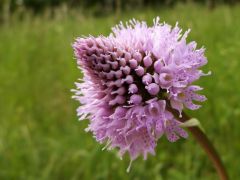 Karcsú gömböskosbor (fokozottan védett)