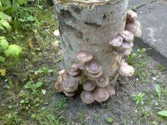 Shiitake, 27 db egy farönkön, házi termesztés