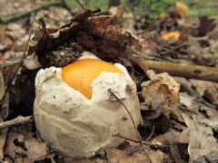 Amanita caesarea, császárgalóca (védett)