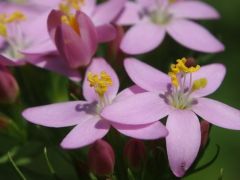 Kis ezerjófű - gombaínség van...