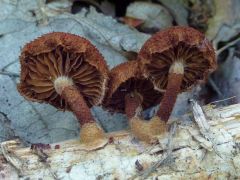 Phaeomarasmius erinaceus, tüskés szemétgomba
