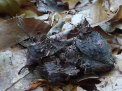 Xylaria carpophila, kupacs agancsgomba