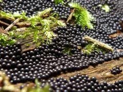 Cribraria argillacea, nyálkagomba faj