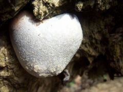 Reticularia lycoperdon, hamis pöfeteg