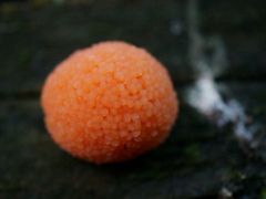 Tubifera ferruginosa, vörös málna-nyálkagomba*