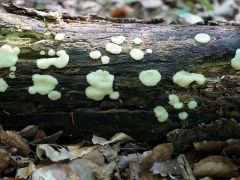 Metatrichia sp., nyálkagomba faj