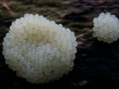 Metatrichia sp., nyálkagomba faj