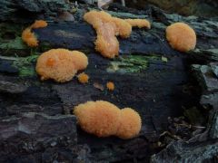 Tubifera ferruginosa, vörös málna-nyálkagomba*