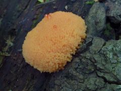 Tubifera ferruginosa, vörös málna-nyálkagomba*