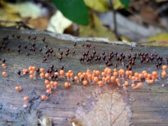 Trichia decipiens két nemzedéke