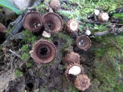 Cyathus striatus, csíkos pohárgomba