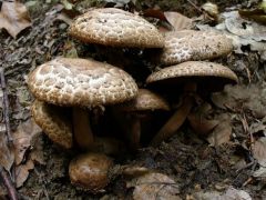 Agaricus bohusii, csoportos csiperke (védett)