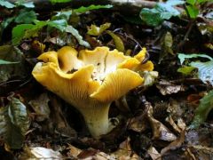 Cantharellus cibarius, sárga rókagomba
