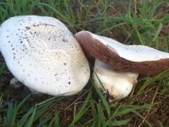 Agaricus litoralis, nyomott-tönkű csiperke