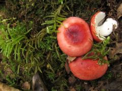 Galambgomba csendélet