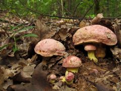 Boletus regius, királytinórú