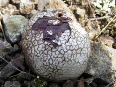 Calvatia lilacina, lilabelű szétesőpöfeteg