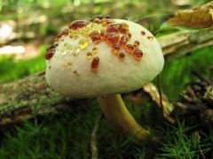 Kínjában már a molyhostinórú is guttál...