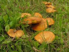 Suillus granulatus, szemcsésnyelű fenyőtinóru