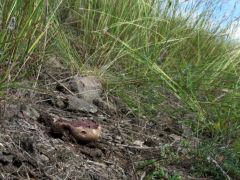 Calvatia lilacina, lilabelű szétesőpöfeteg