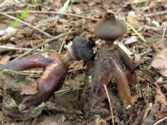 Geastrum fornicatum, csészés csillaggomba