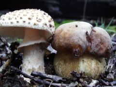 Jelzőgomba - Piruló galóca vargányával