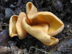 Otidea alutacea, bőrsárga fülesgomba