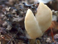 Egy tőről fakadnak, trombitagomba, szürke papasapkagomba