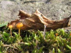 Rickenella fibula, narancsos moha-kígyógomba