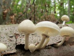 Oudemansiella mucida, gyűrűs fülőke