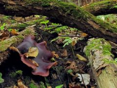 Royoporus badius, fényes likacsosgomba