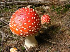 Amanita muscaria, légyölő galóca