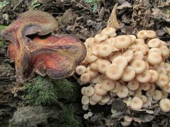 Csuprosgomba májgombával