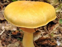 Phaeolepiota aurea, szemcsés aranygomba