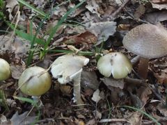 Négy az egyhez - galócasor