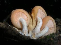 Rhodotus palmatus, tönkös kacskagomba (védett)