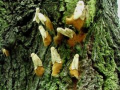 Sajnos rengeteg van belőlük