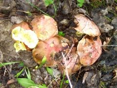 Tülekedő királyvargányák