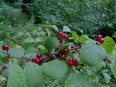 A lonc termése már beérett