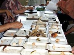 A leletek az egyesületi gyűlésen